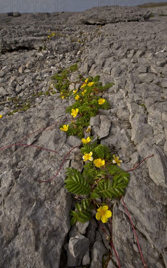 Common Silverweed