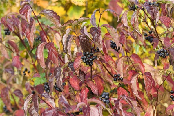 Common common dogwood