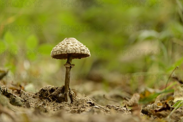 Shaggy Parasol