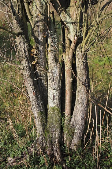 Common Hawthorn