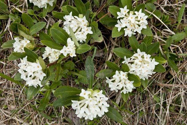 Balkan Daphne