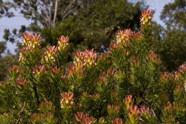 Flowering common rooistompie