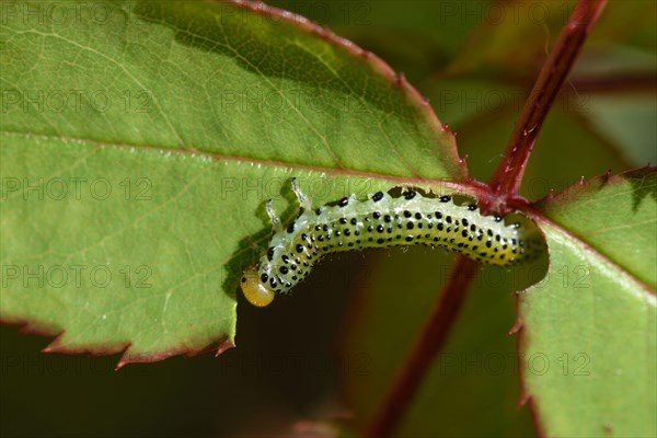 Blue-black Rose Brush Horn Wasp