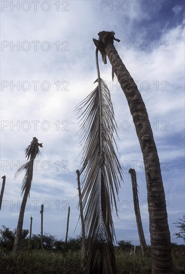 Drought withered coconut grove in Pollachi near Coimbatore