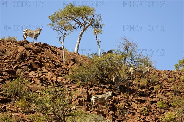 Hartmann's Mountain Zebra