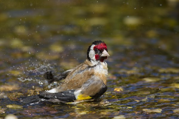 European goldfinch