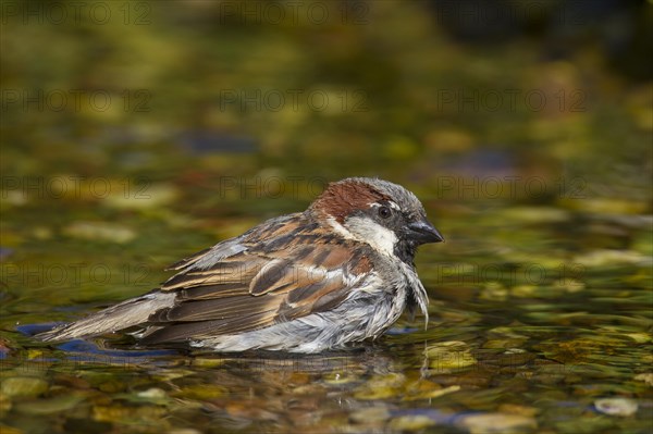 House sparrow