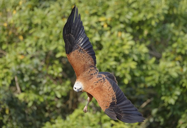 Black-collared Hawk