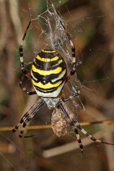 Wasp spider