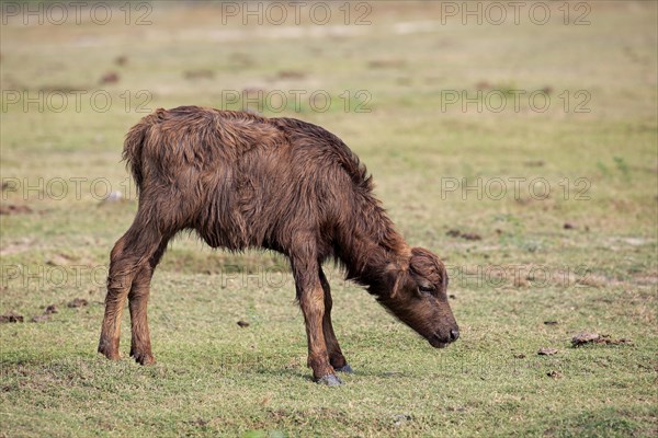 Water buffalo