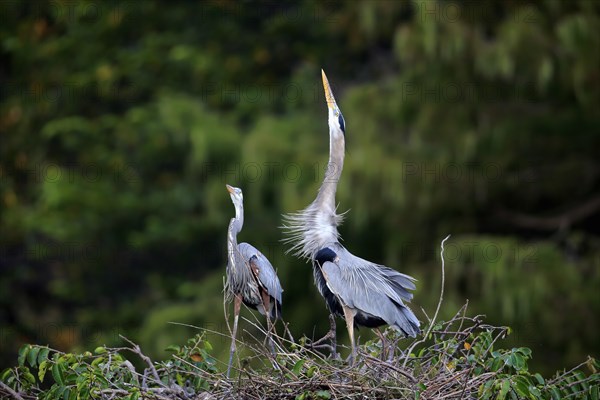 Great blue heron