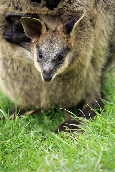 Agile wallaby