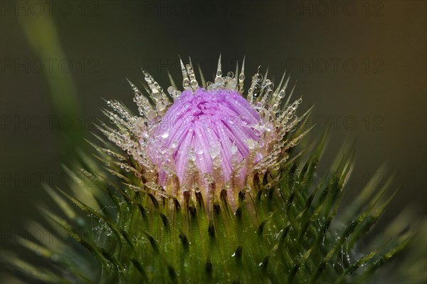 Cotton Thistle