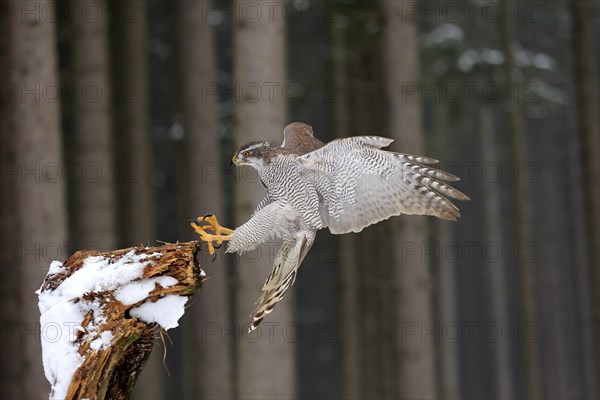 Northern goshawk