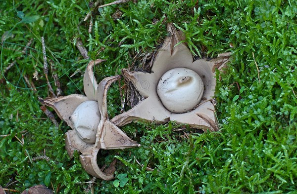 Ruffed Earth Star