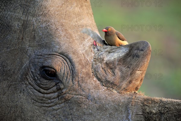 Red-billed oxpecker