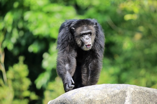 Chimpanzee