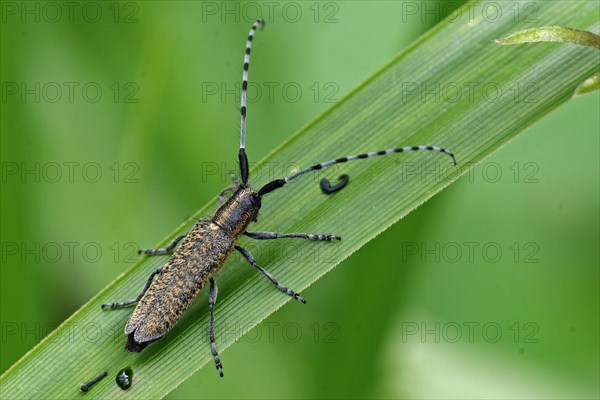 Golden-breasted Longhorn Beetle