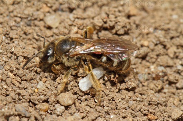 Common sand bee