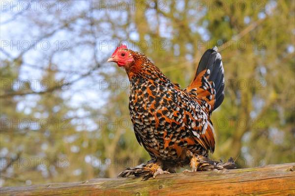 Feather-footed bantam