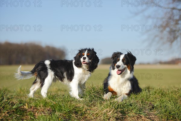 Australian Shepherd