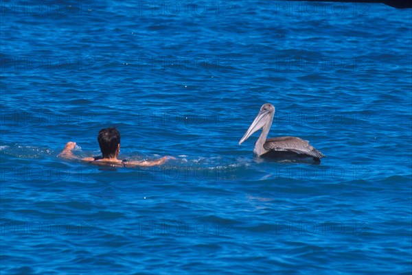 Marine Pelican