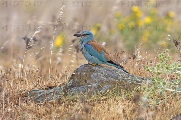 Adult european roller