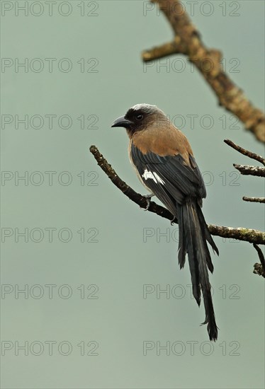 Grey Treepie