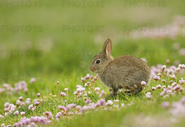 European rabbit