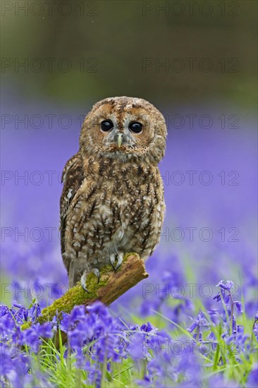 Tawny Owl