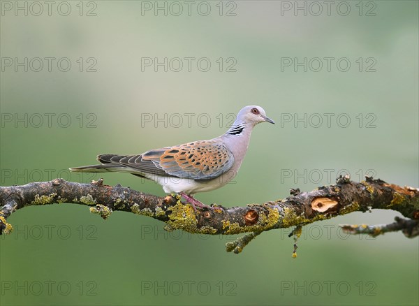 Eurasian Turtle-dove