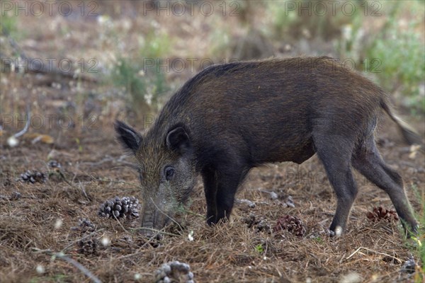 Wild boar roots for food under pine trees