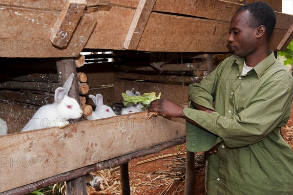 Rabbit breeding