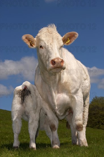 Domestic cattle