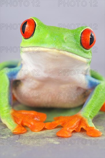 Red-eyed tree frogs