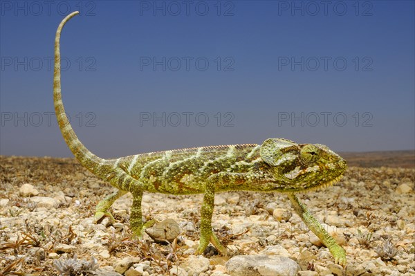 Socotra Chameleon