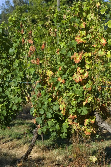 Symptoms of magnesium deficiency on vines in fruit in the Gironde