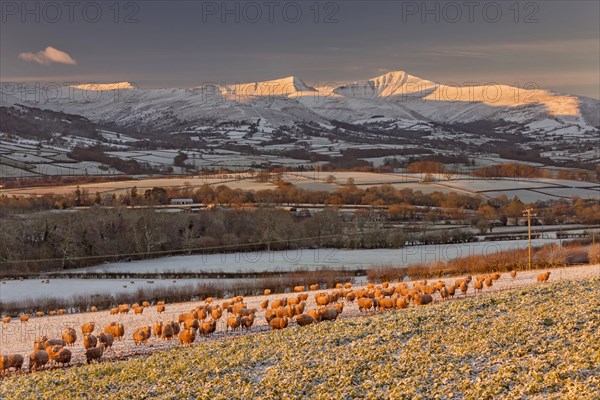 Domestic sheep