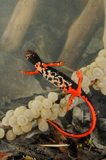 Spectacled salamander