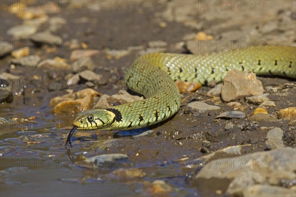 Grass snake