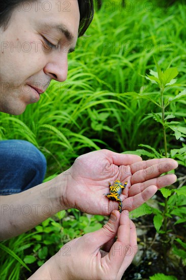 Yellow-bellied Toad