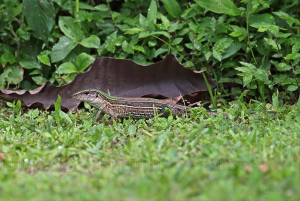 Four-lined Ameiva