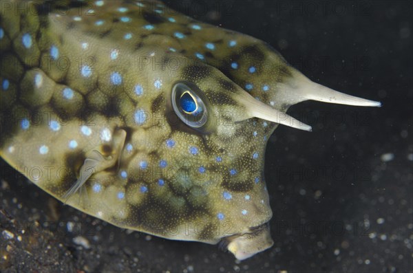 Long-horned Cowfish