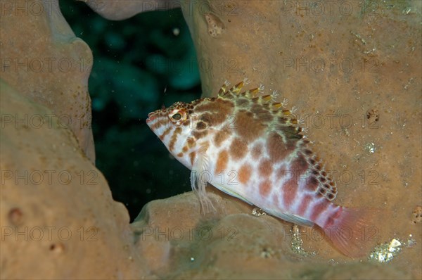 Threadfin spotted hawkfish