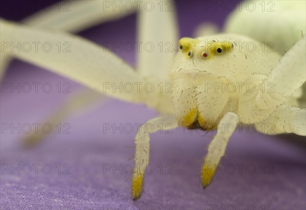 Variable crab spider