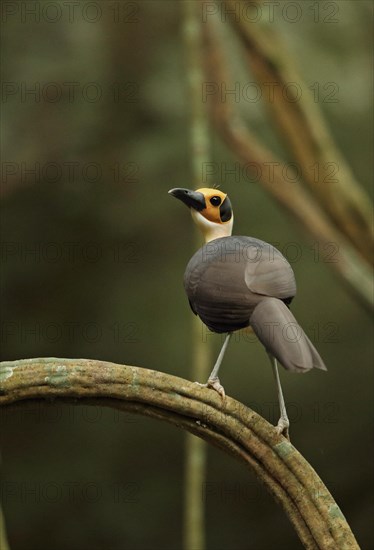 White-necked Rockfowl