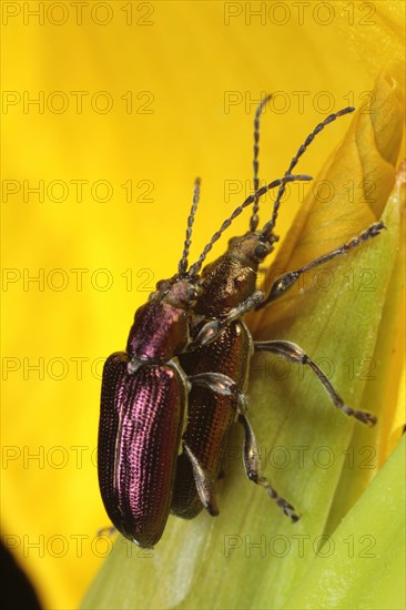 Adult pair of reed leaf beetles