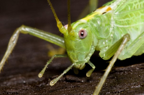 Oak Bush-cricket