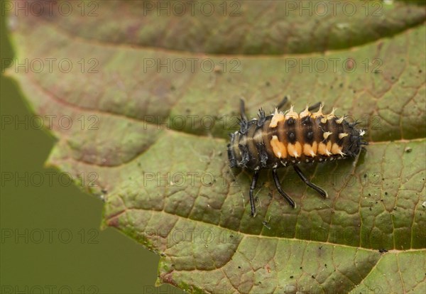 Asian Ladybird