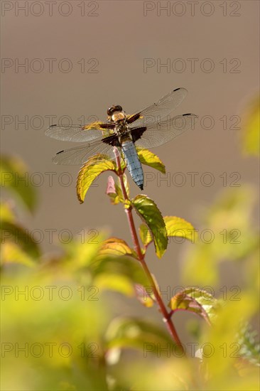 Broad-bodied chaser